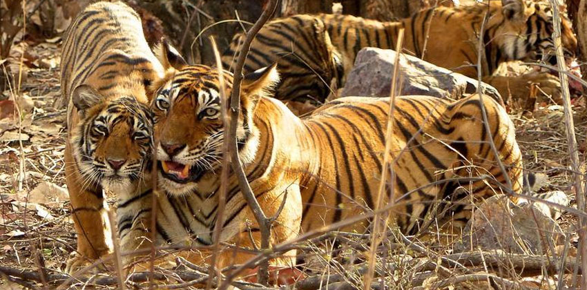 Corbett-Tiger-Reserve