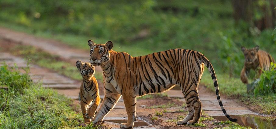 nagarahole-wildlife-sightings