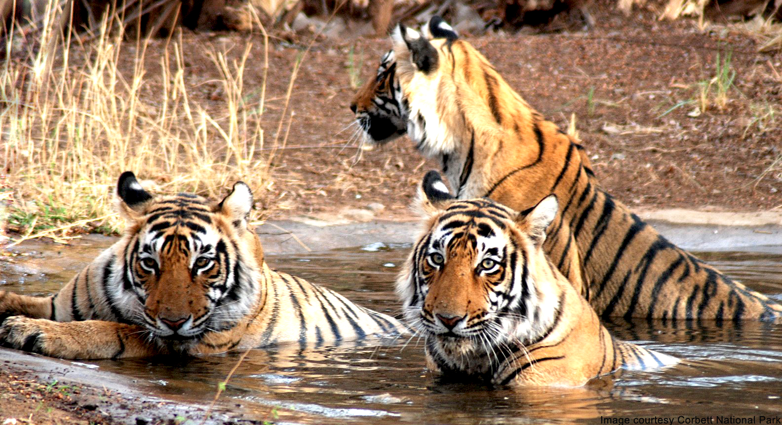 project-tiger-corbett