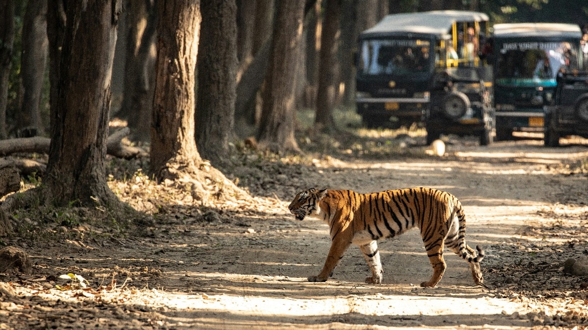 women-from-villages-in-and-around-the-corbett-tiger-reserve-who-go-into-the-forest-are-being-monitor-252512559-16x9_0