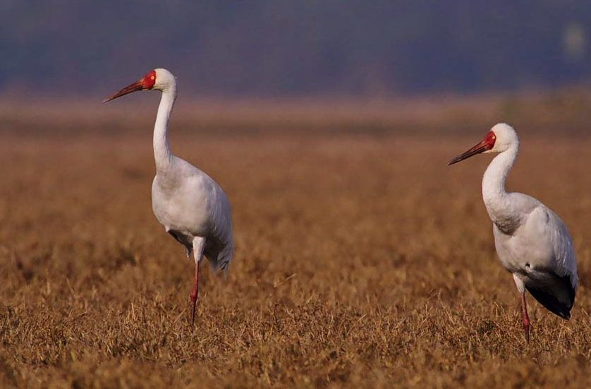 1306212714siberiancraneNiranjanSant