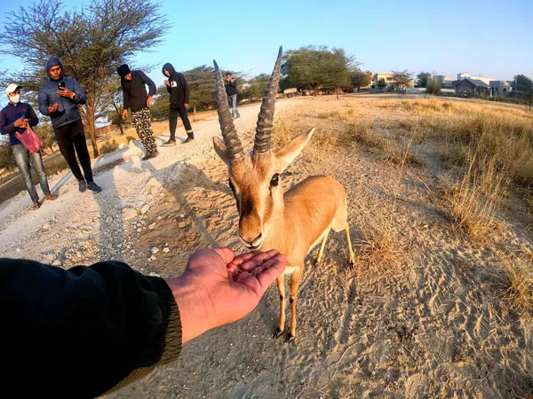 A-gazzelle-at-blackbuck-sanctuary-near-Sujangarh