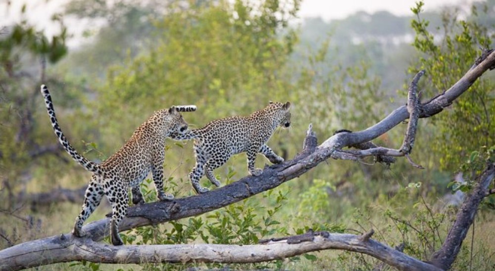 Amagarh-leopard-safari-Gallery