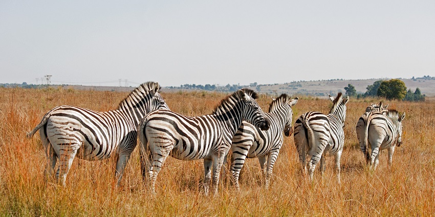 How-To-Reach-Great-Indian-Bustard-Wildlife-Sanctuary