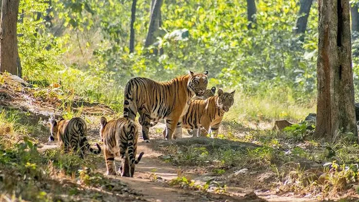 Ramgarh Visdhari Tiger Reserve, RVTR Bundi 1