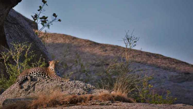 jawai-leopard-safari-a