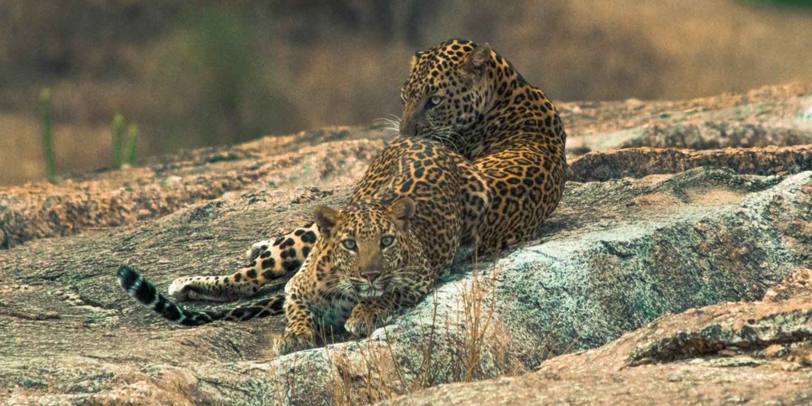 jawai-leopard-safari-from-ahmedabad_XcIl3