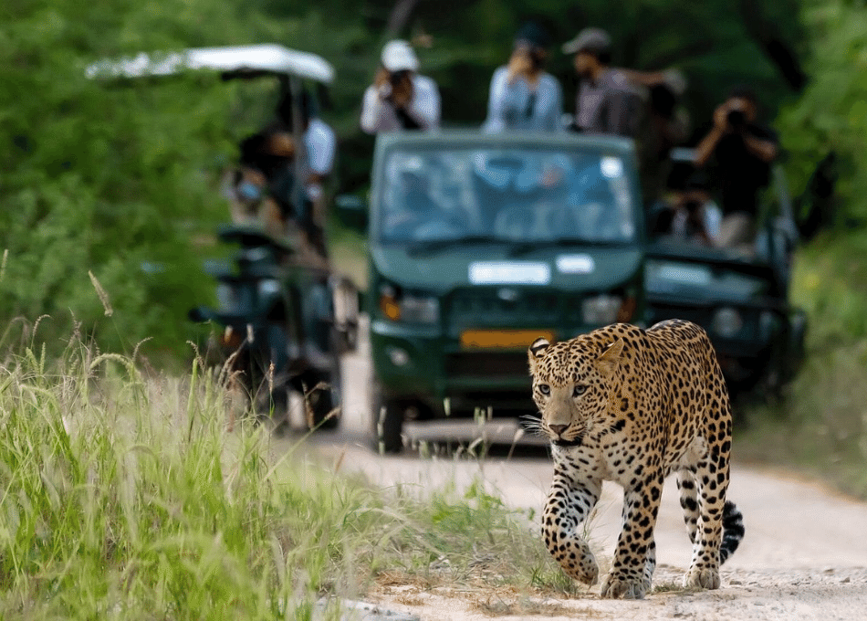 jhalana-leopard-safari