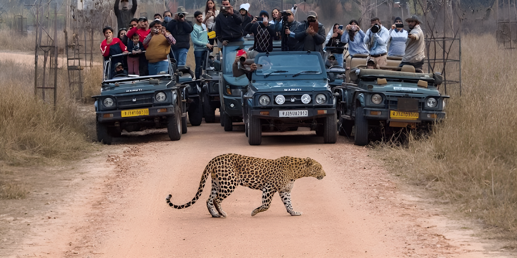 1750056358610-796024325-jaipur-leopard-safari-leopard-crossing