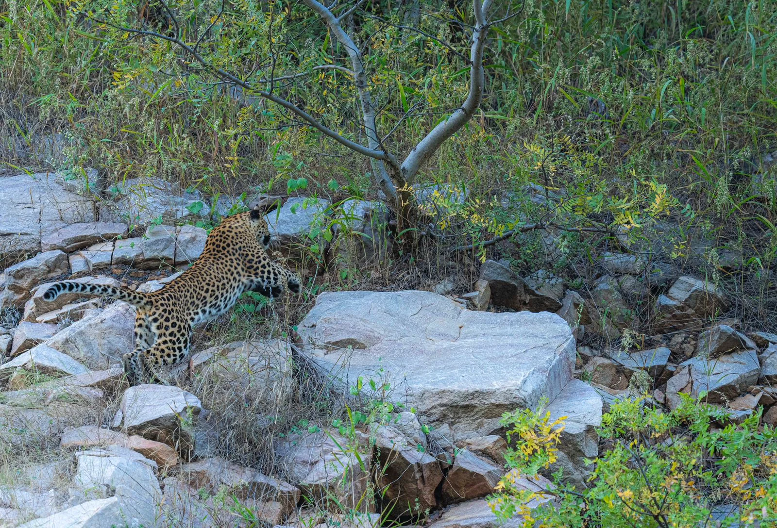 1750849083_685bd63b5e6c7